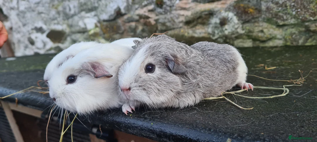 Guinea Pig rodents for sale: 3 smooth haired brothers.  - Advert 4