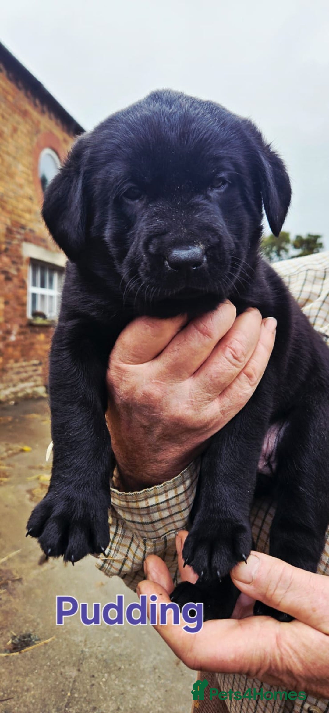 Mixed Breed dogs for sale: Labrador x Belgium Shepherd pups for sale - Image 6