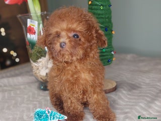 Toy Poodle dogs Full Asian girl - Advert 2