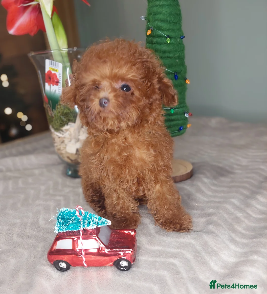 Toy Poodle dogs for sale: Full Asian girl - Advert 11