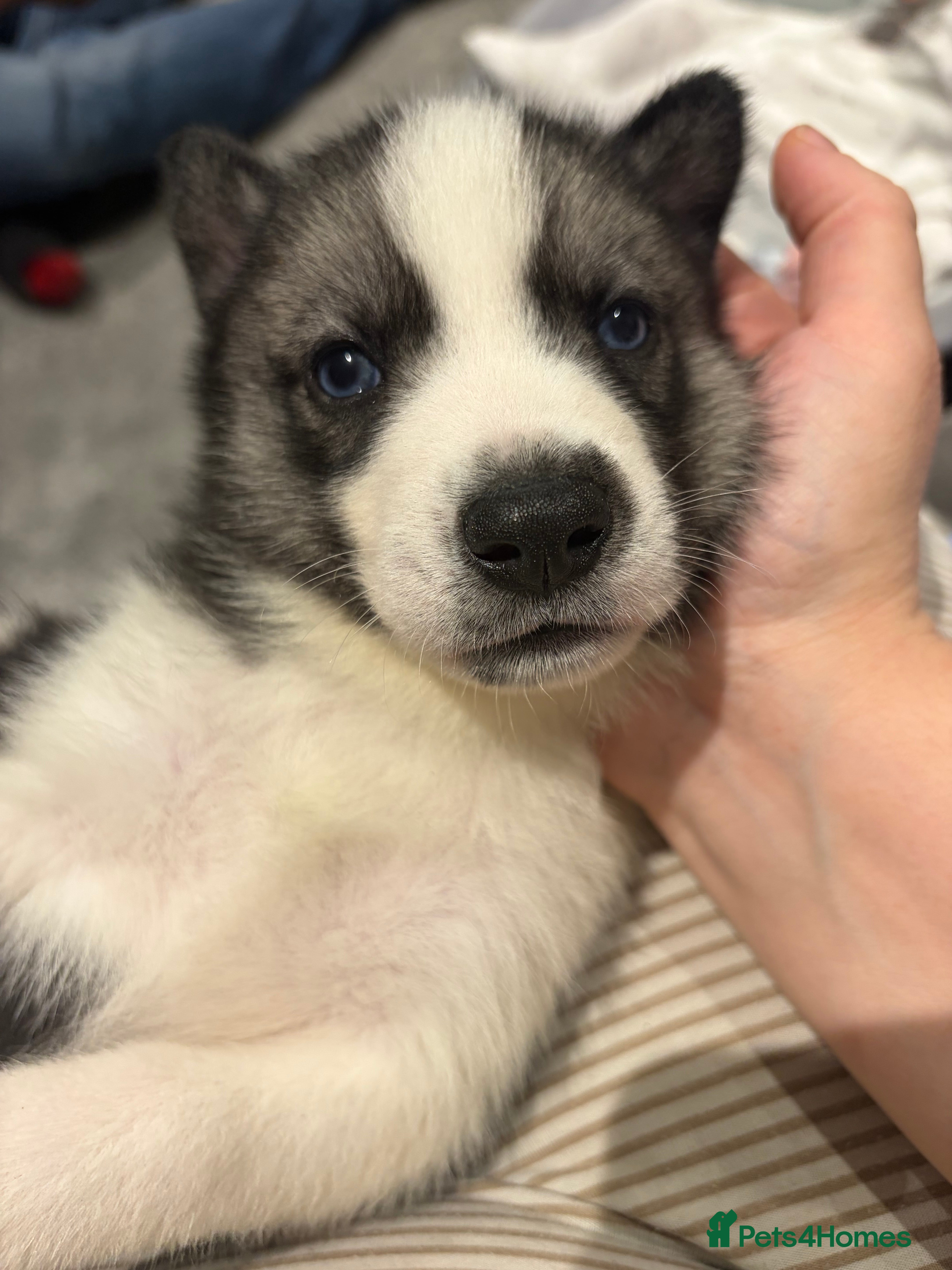 Siberian Husky dogs Siberian huskies for sale  - Advert 3