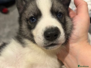 Siberian Husky dogs Siberian huskies for sale - Advert 18