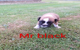 Boxer dogs for sale: Boxer puppies kennel club reg 5 star licence  - Image 8