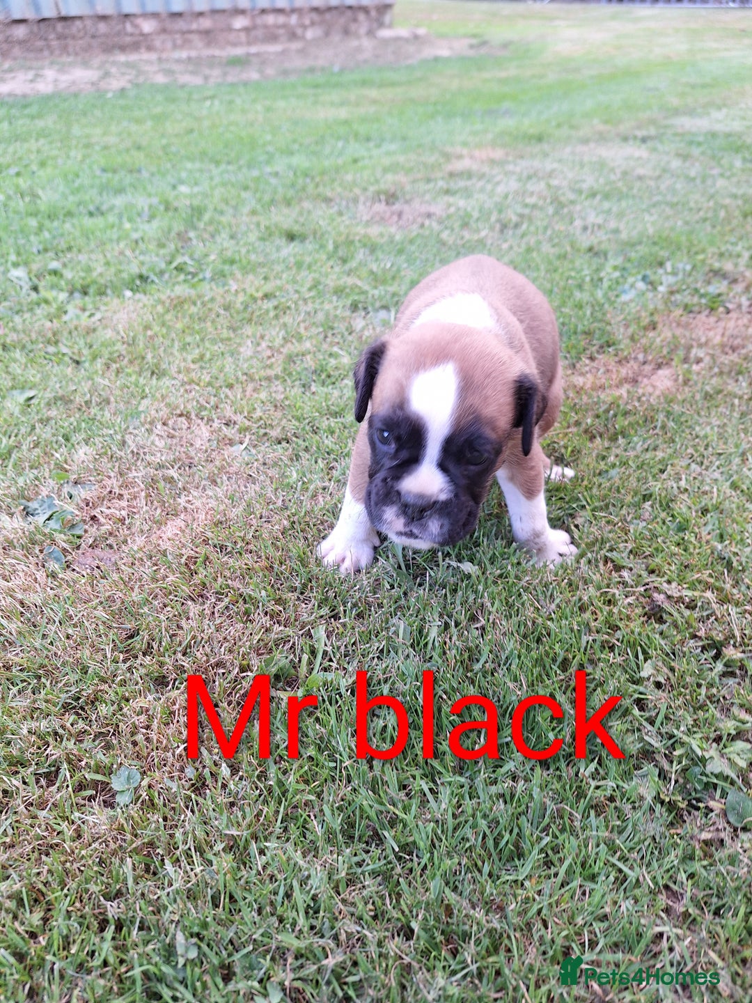 Boxer dogs for sale: Boxer puppies kennel club reg 5 star licence  - Image 8