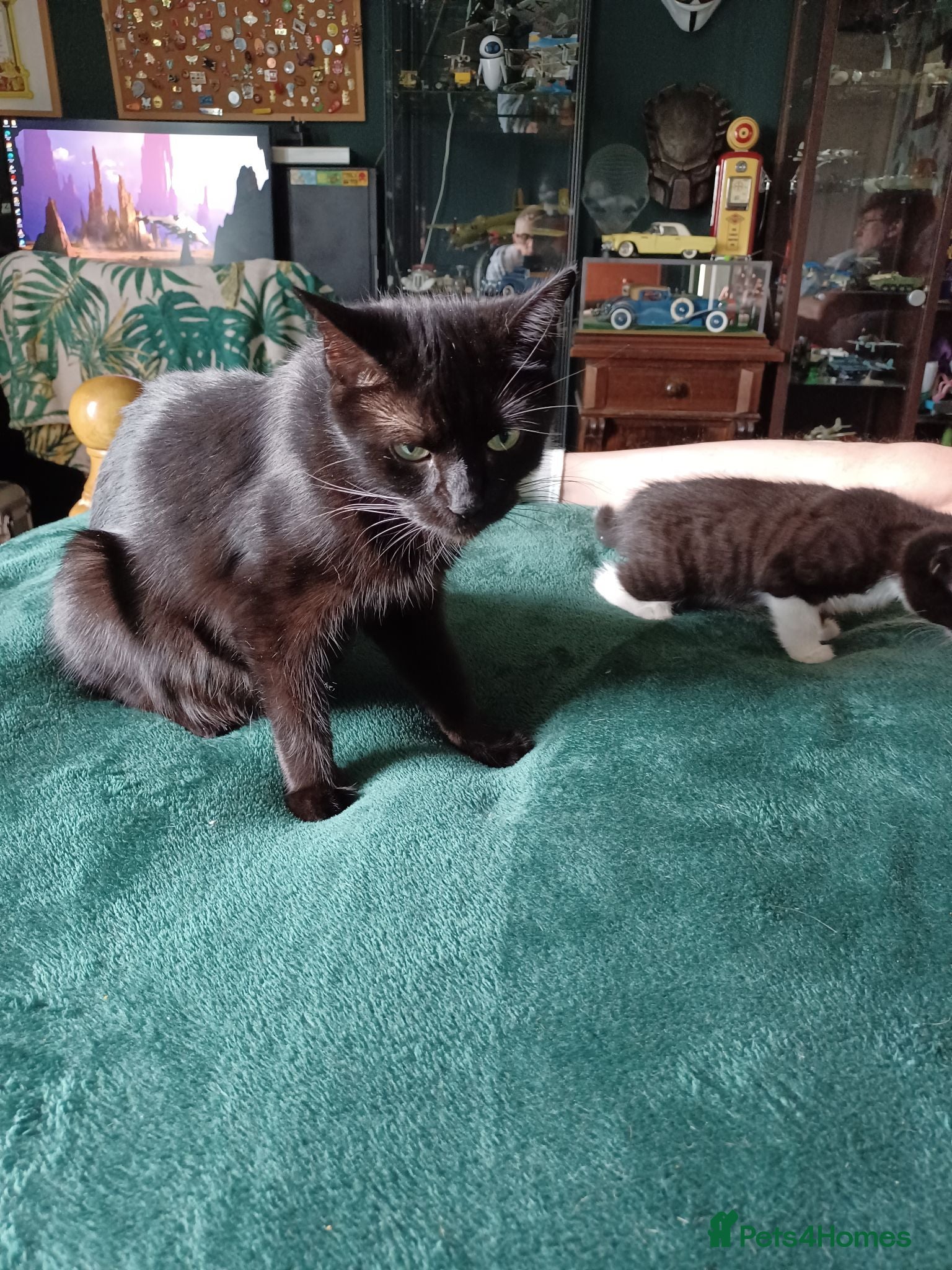 Mixed Breed cats Beautiful kittens looking for their forever homes  - Advert 1