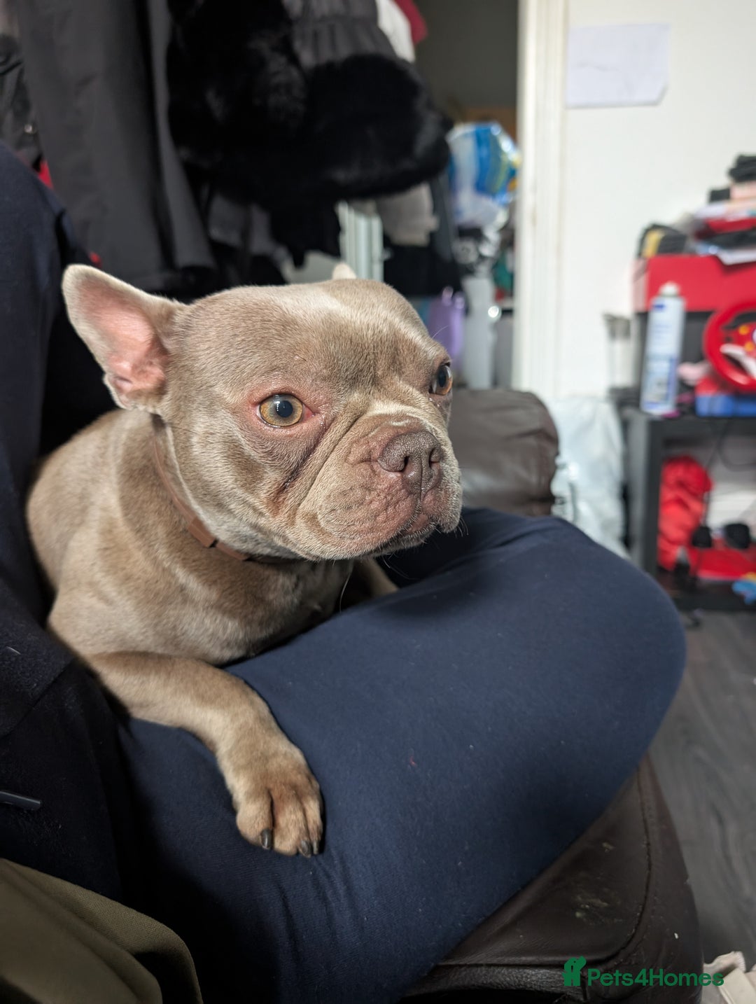 French Bulldog dogs for sale: French bulldog  - Image 2