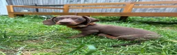 Miniature Dachshund dogs for sale: miniature dachshund  14 weeks old  - Advert 1