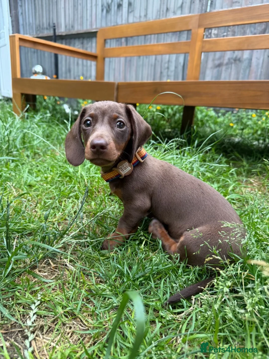 Miniature Dachshund dogs for sale: miniature dachshund  14 weeks old  - Advert 1