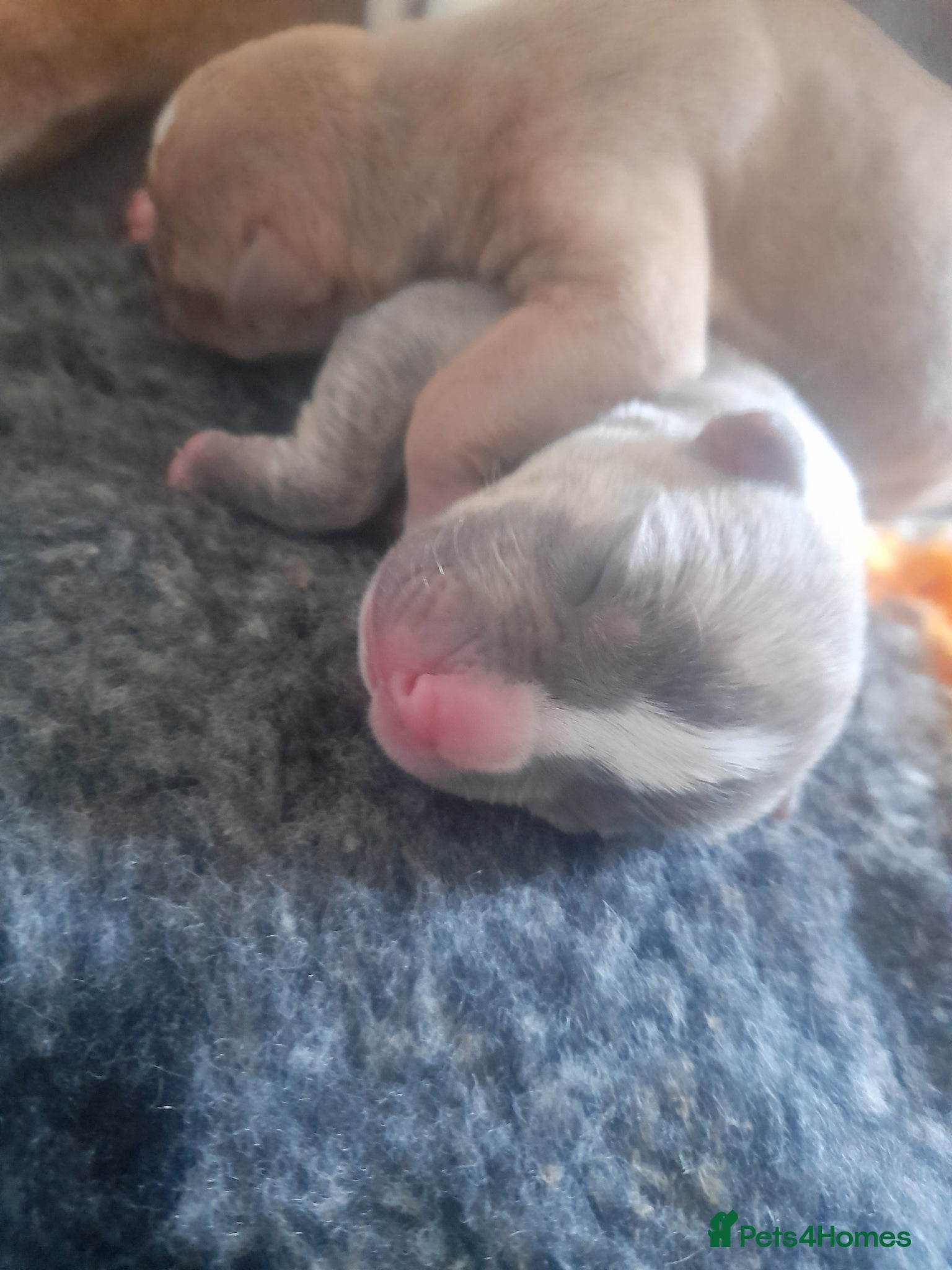 Mixed Breed dogs 11 not 2, big Beautiful alpha blue bulldog pups - Advert 17
