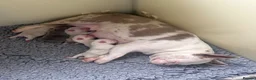 French Bulldog dogs for sale: 3 male french bulldogs  - Advert 2