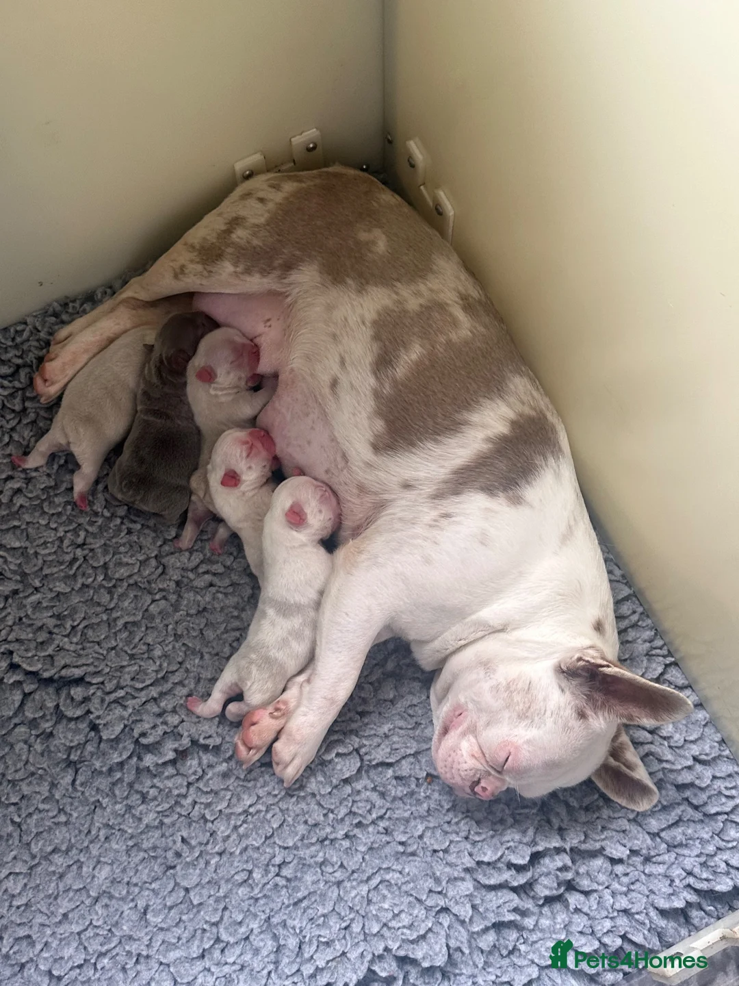 French Bulldog dogs for sale: 3 male french bulldogs  - Advert 2