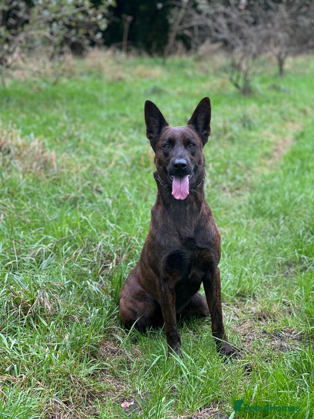 Belgian Shepherd Dog dogs for sale: Litter  - Image 33