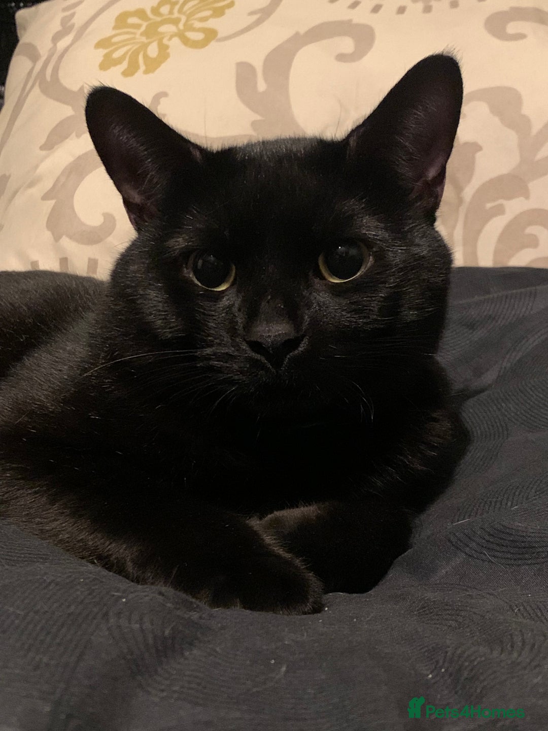 Bombay cats for sale: 1.5Year-Old Cat Looking for a Responsible New Home - Advert 3