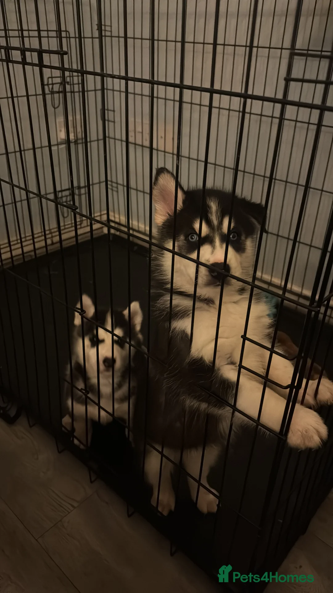 Siberian Husky dogs for sale: 2 husky pups for sale  - Advert 22