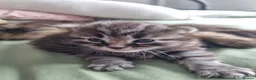 Mixed Breed cats for sale: Beautiful fluffy tabby X ragdoll boy - Advert 2