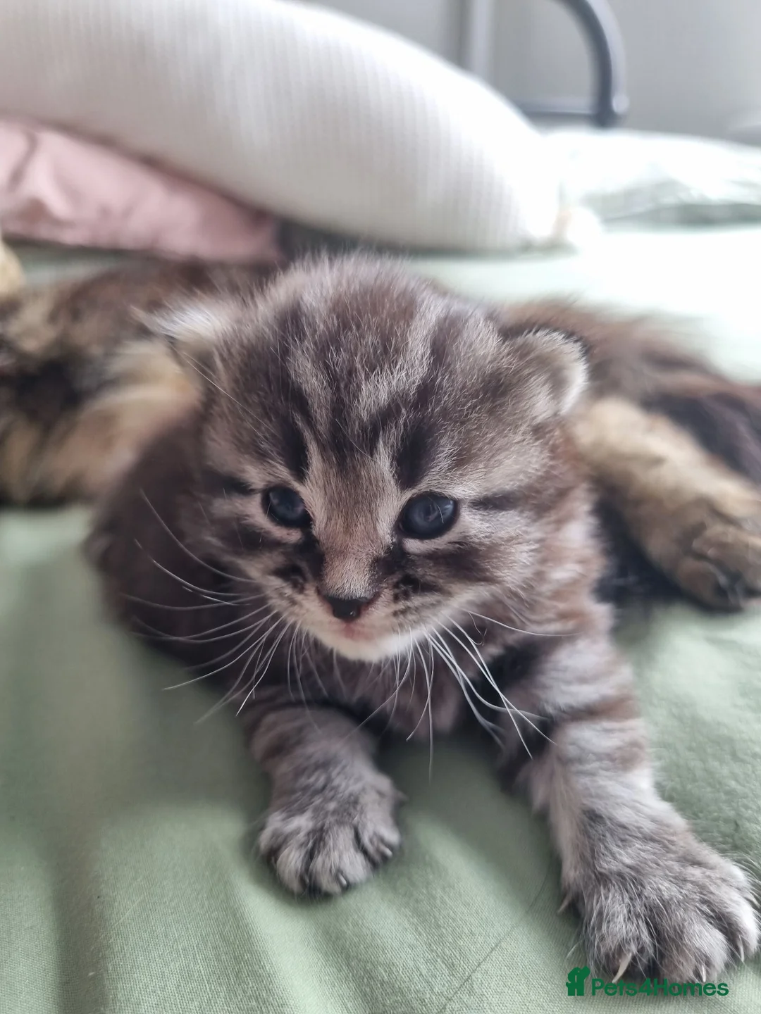 Mixed Breed cats for sale: Beautiful fluffy tabby X ragdoll boy - Advert 2