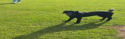 Labrador Retriever dogs for sale: Black labrador  - Advert 5