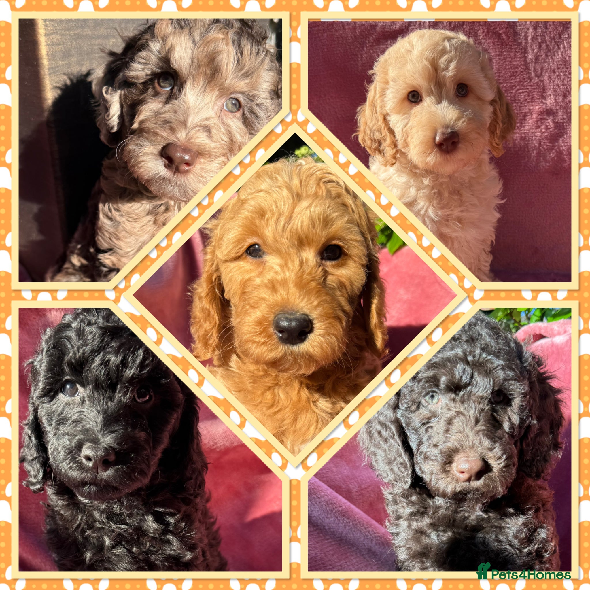 Labradoodle dogs 🌈READY NOW/THERAPY/ASSISTANCE PUPS IN TRAINING🌈 - Advert 1