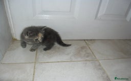 Mixed Breed cats for sale: 5 Beautiful kittens for sale  - Image 16