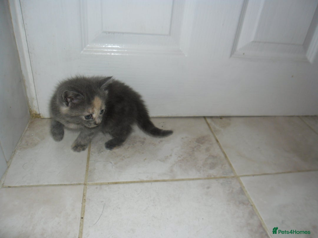 Mixed Breed cats for sale: 5 Beautiful kittens for sale  - Image 16
