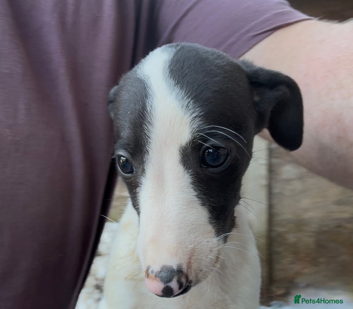 Whippet dogs KC whippet boy pup jabbed and microchipped  - Advert 1