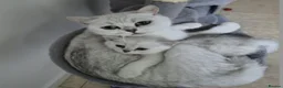 British Shorthair cats for sale: Beautiful BSH kitten ready to go - Advert 4