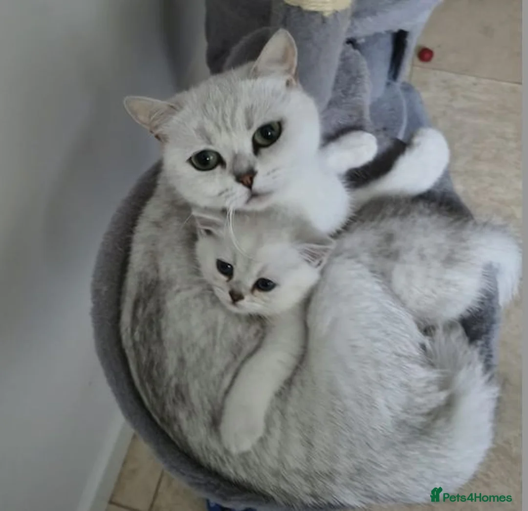 British Shorthair cats for sale: Beautiful BSH kitten ready to go - Advert 4