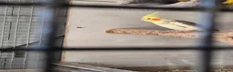 Cockatiels birds for sale: Proven pair pied cockatield - Advert 2