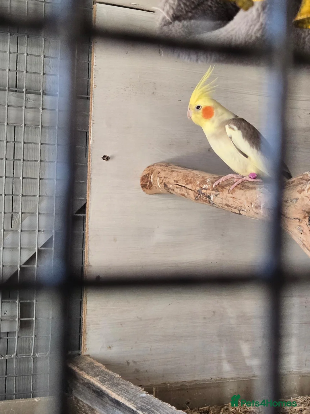 Cockatiels birds for sale: Proven pair pied cockatield - Advert 2