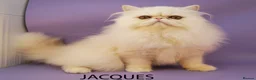 Persian cats for sale: GCCF Registered Adult Persian – Neutered, Show Q - Advert 7