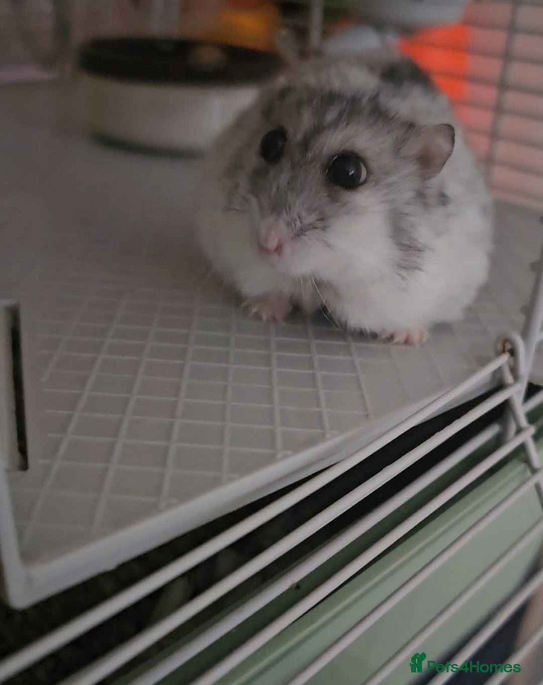 Hamster rodents for sale: Dwarf Hamster for sale with all the extras - Advert 2