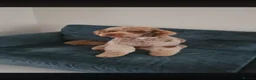 Cockapoo dogs for stud: Gary  in Sunderland - Advert 6