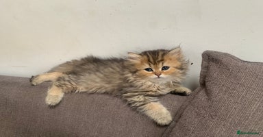Persian cats - Advert 1