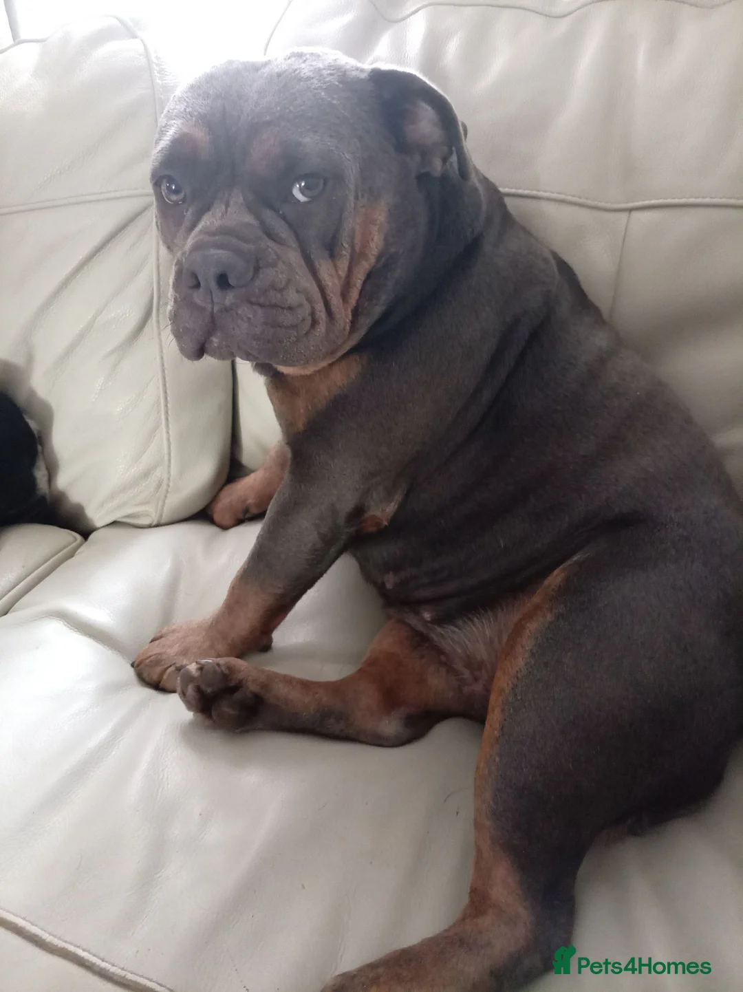 Mixed Breed dogs for sale: 2 year old friendly loyal dog - Advert 2