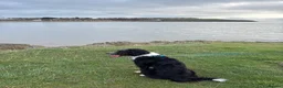 Mixed Breed dogs for sale: Ted the collie poo - Advert 5