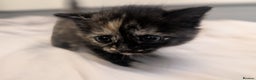 Mixed Breed cats for sale: Jet Black Tabby Kittens & Stunning Tortie Girl  - Advert 11
