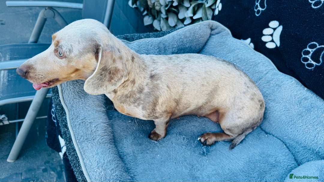 Miniature Dachshund dogs for sale: Miniature Dachshund - KC reg - Image 7