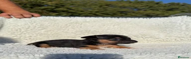 Jack Russell 7