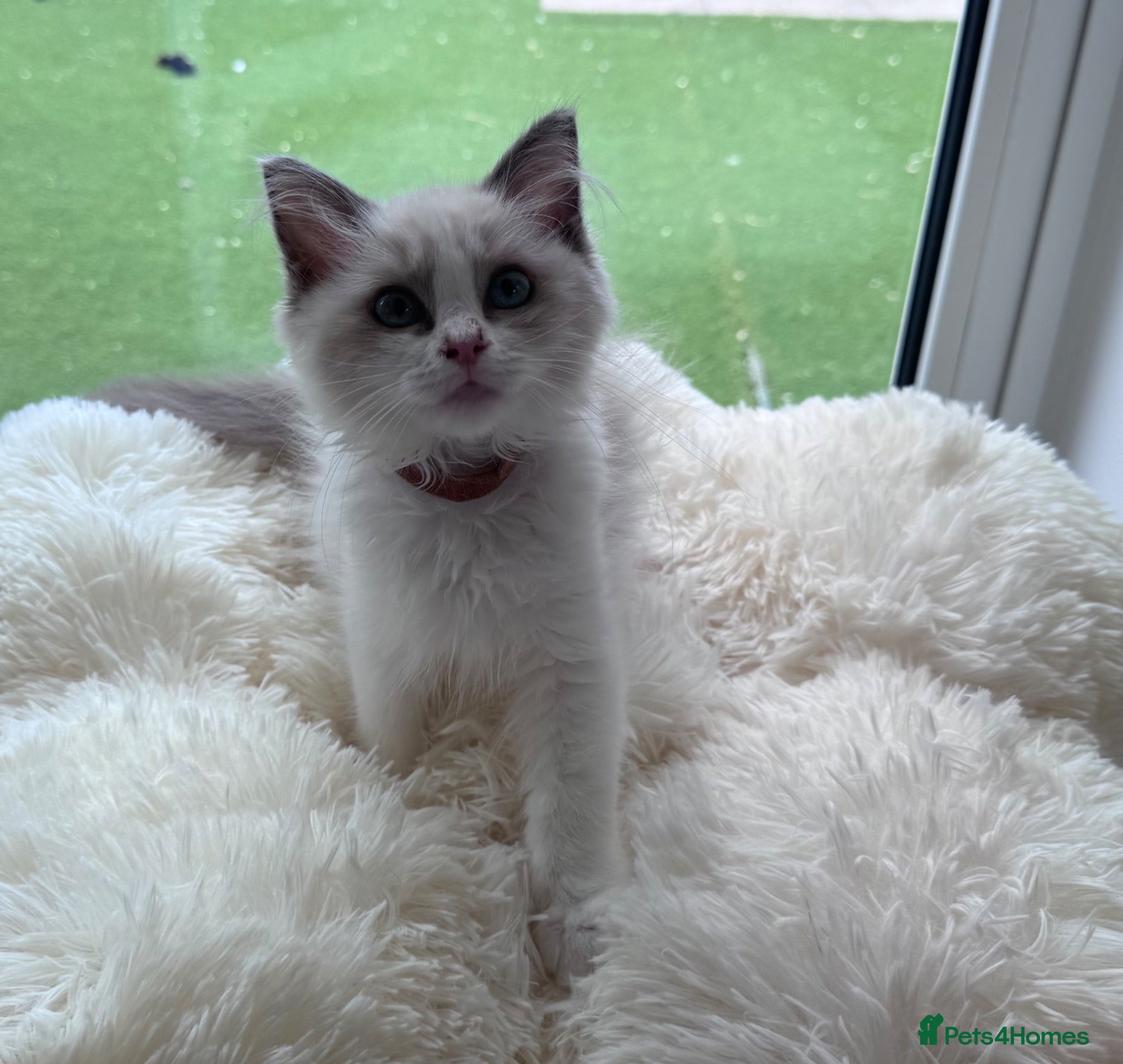 Ragdoll cats Beautiful TICA registered Ragdoll Kittens  - Advert 1
