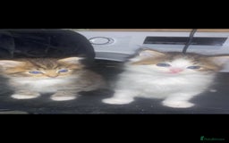 RagaMuffin cats for sale: Beautiful ragdoll x kittens 1 LEFT READY NOW - Image 22
