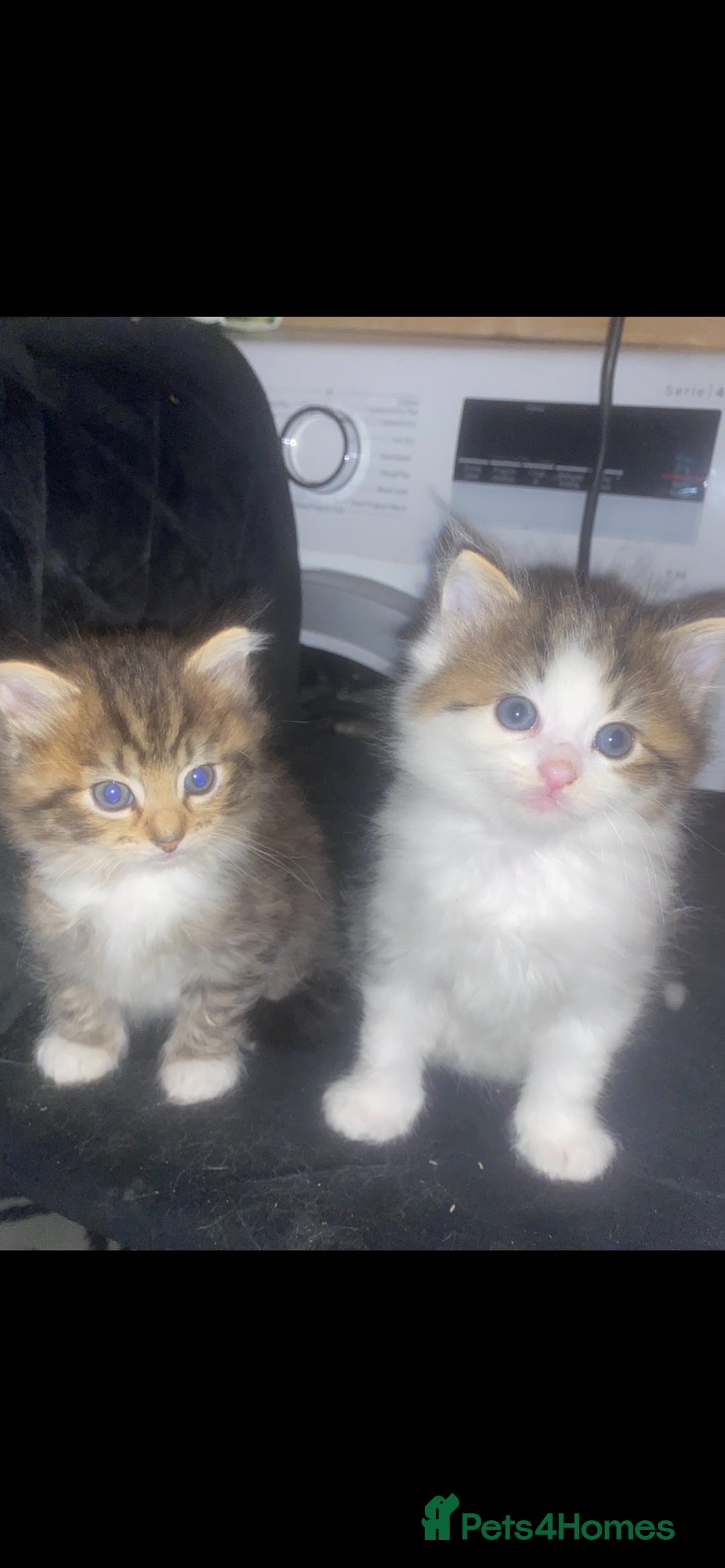 RagaMuffin cats for sale: Beautiful ragdoll x kittens 1 LEFT READY NOW - Image 22