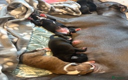 Mixed Breed dogs for sale: Beautiful whippet cross labrador(collie) puppies  - Image 9