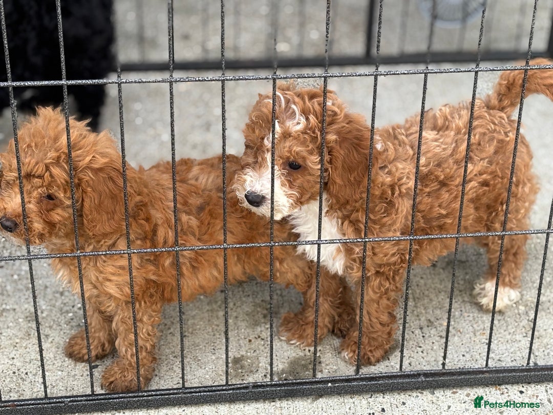 Cockapoo dogs for sale: Stunning cockapoodles  - Image 3