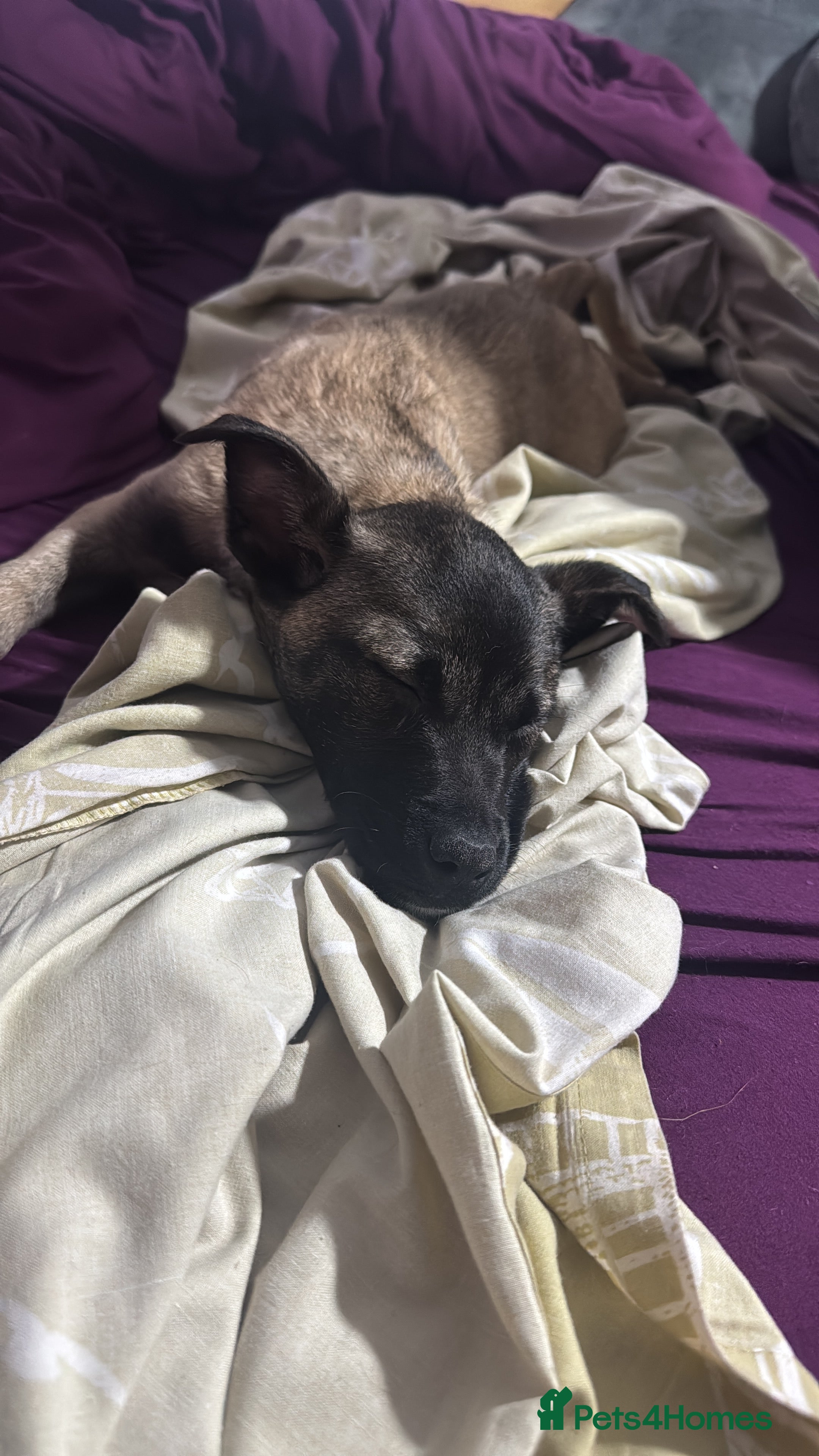 Mixed Breed dogs Belgian shepherd cross staffy puppies - Advert 9