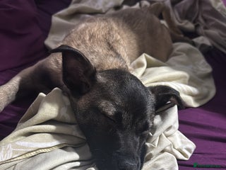 Mixed Breed dogs Belgian shepherd cross staffy puppies - Advert 5