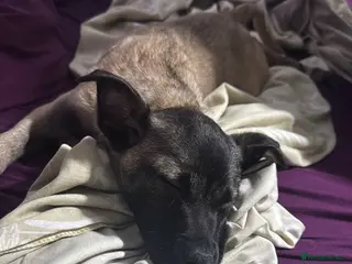 Mixed Breed dogs Belgian shepherd cross staffy puppies - Advert 21