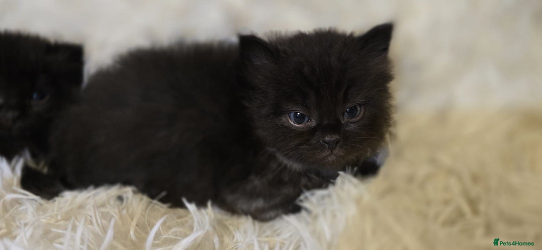 Mixed Breed cats for sale: Cute Scottish fold x Persian kittens long haired  - Image 7
