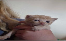 Mixed Breed cats for sale: Ginger kittens  - Image 5
