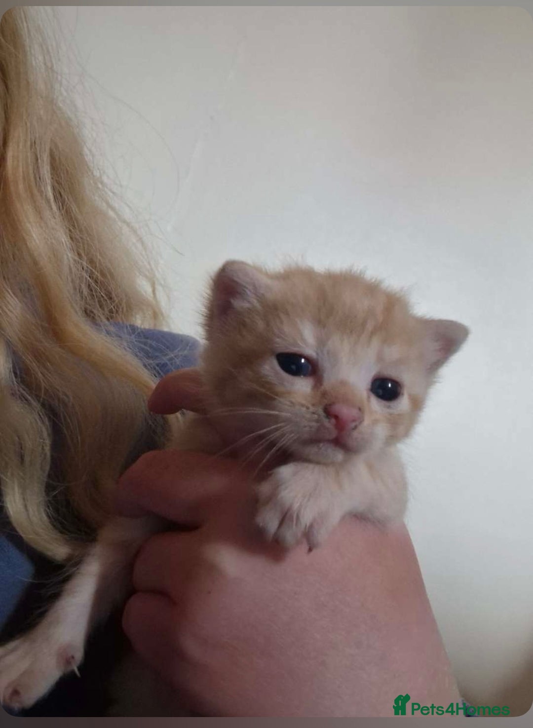 Mixed Breed cats for sale: Ginger kittens  - Image 5