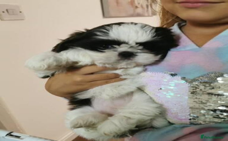 Shih Tzu dogs - Advert 1